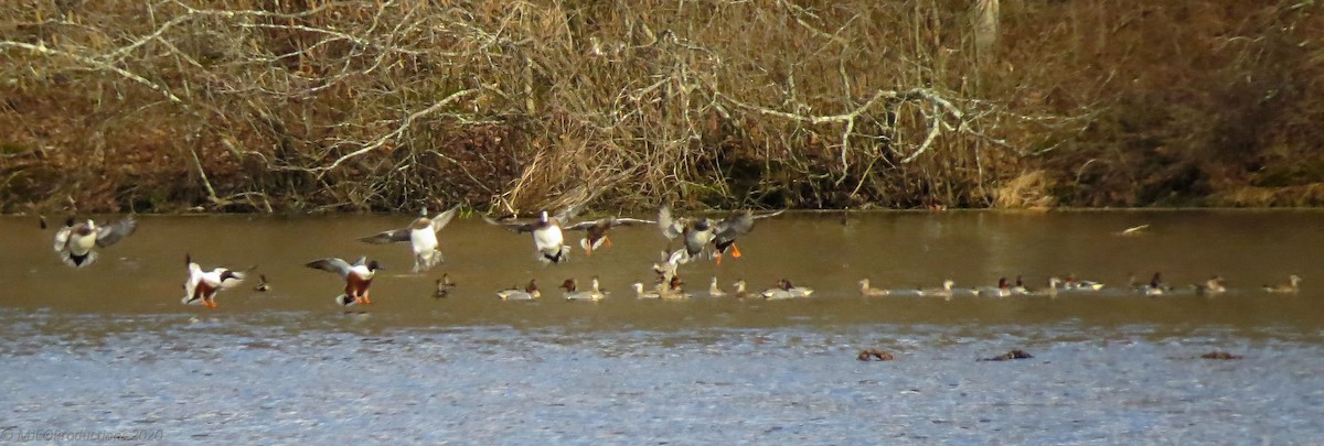 Northern Shoveler - ML322911391