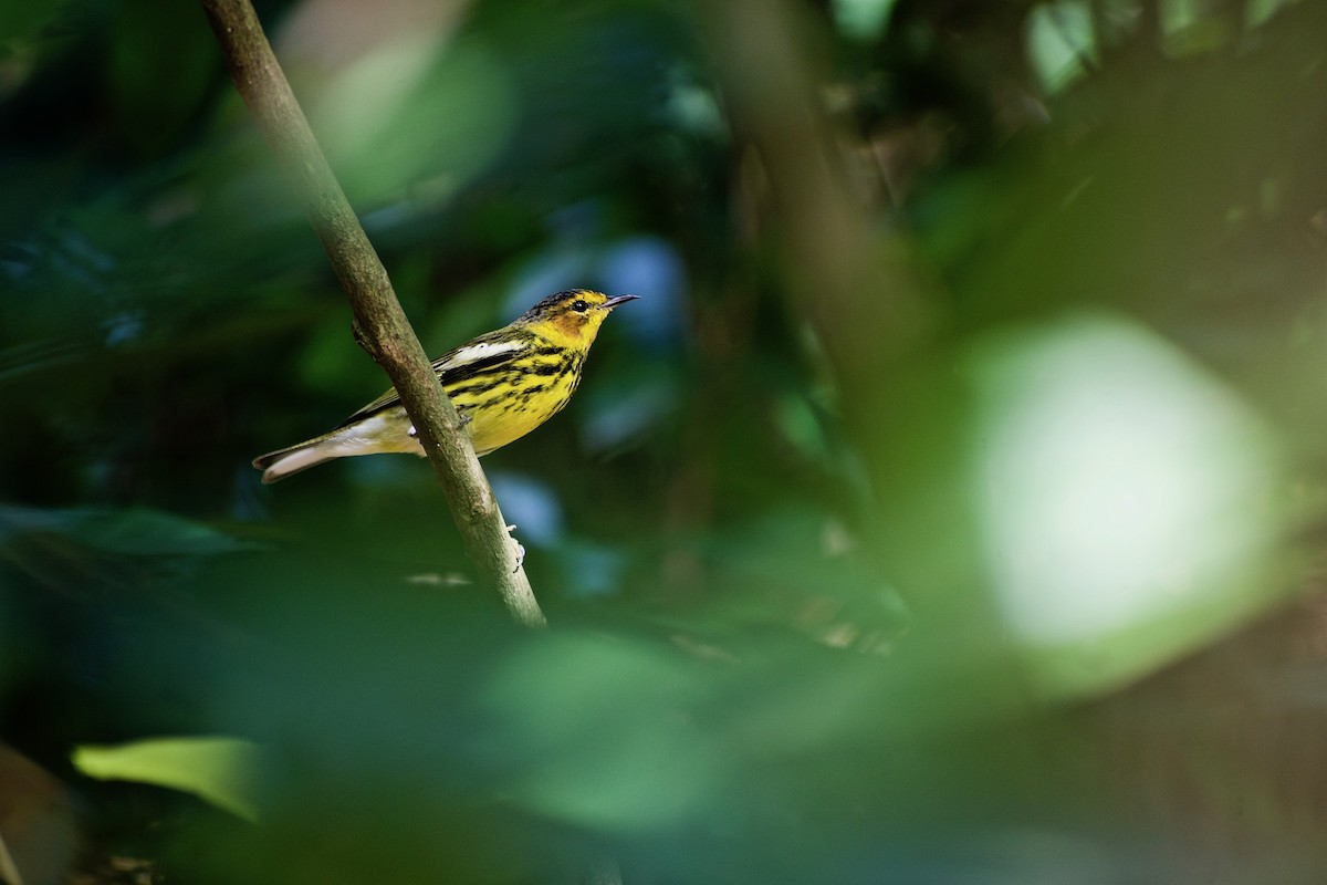 Cape May Warbler - Roberto Jovel