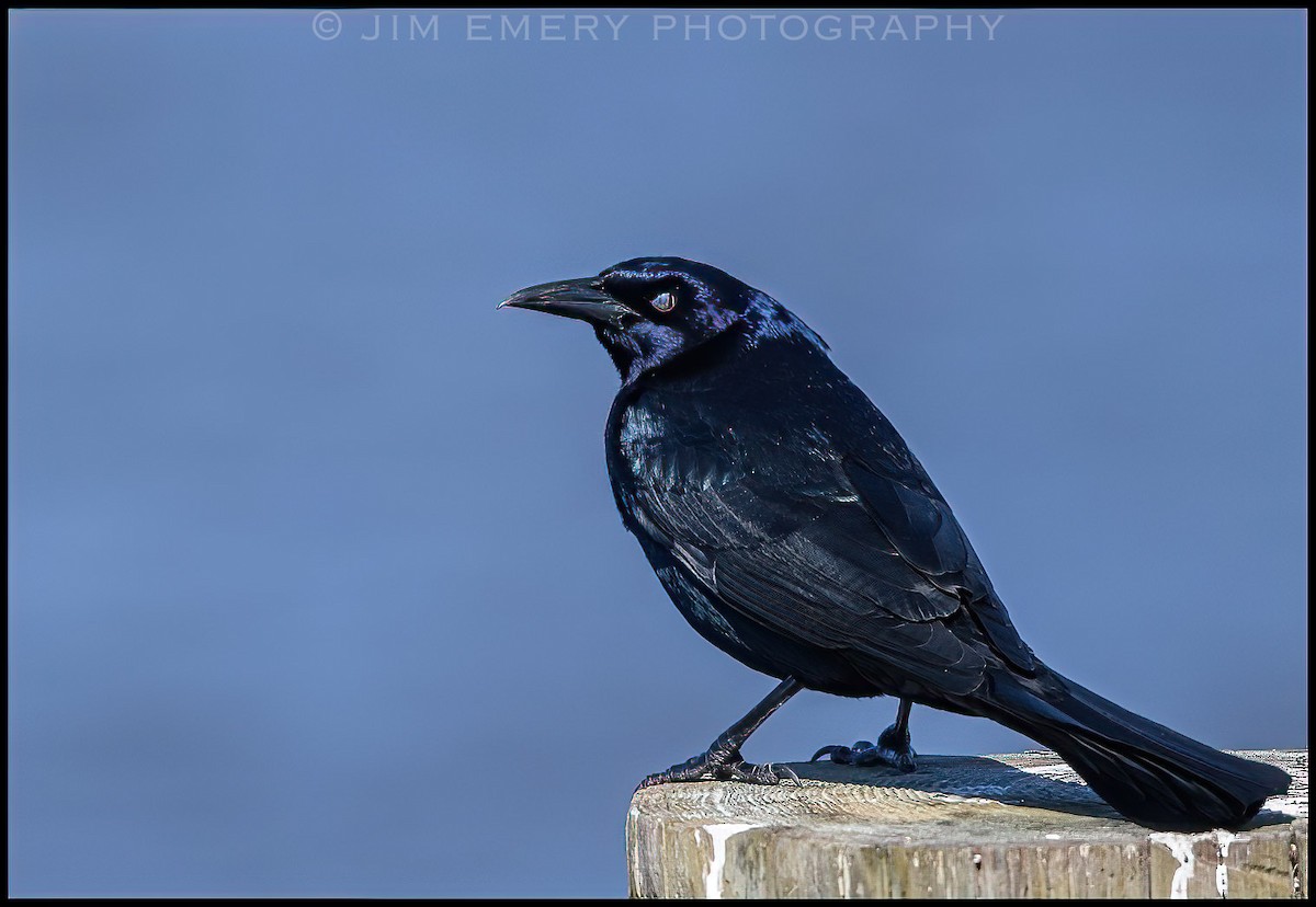 Boat-tailed Grackle - ML322912001