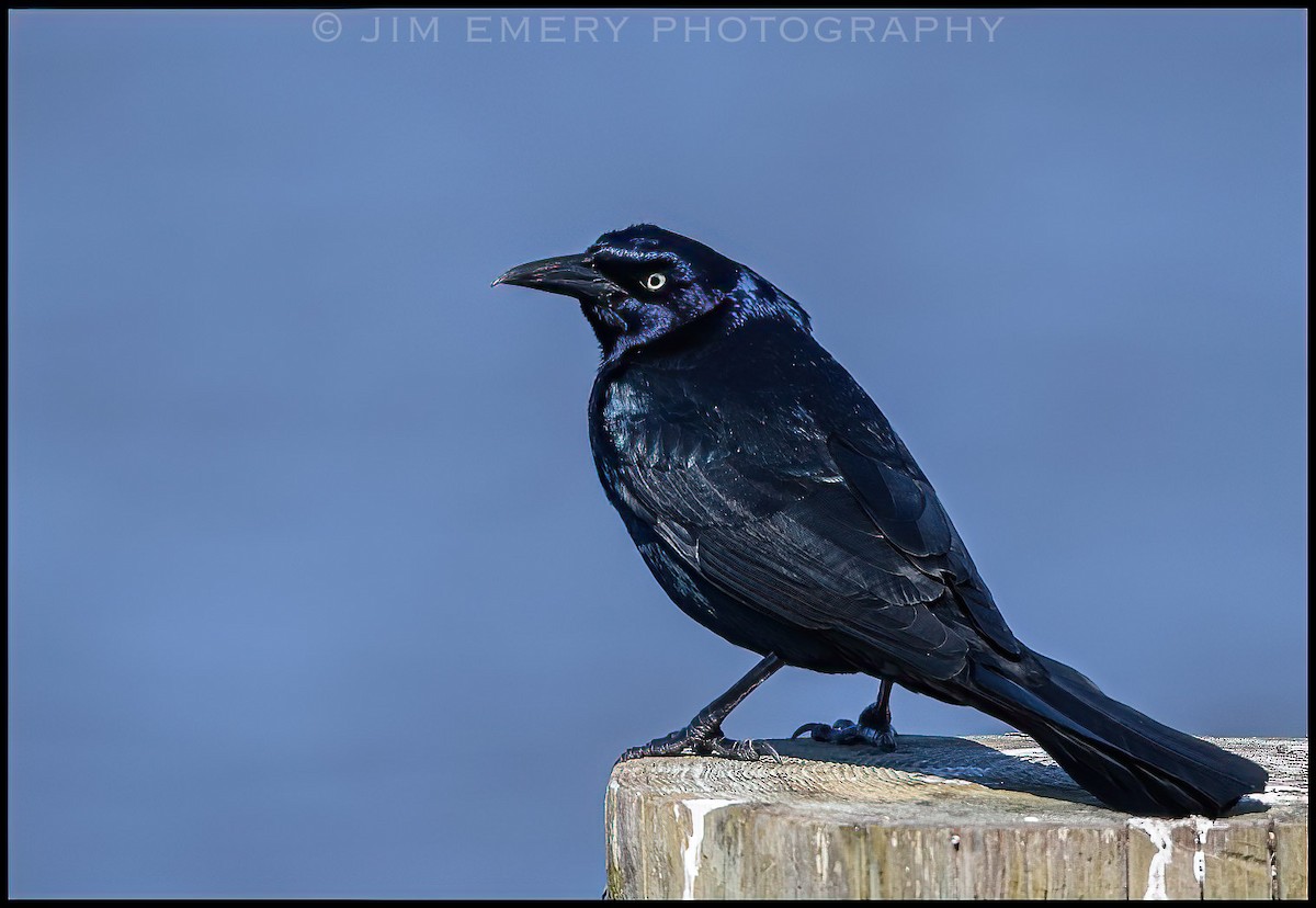 Boat-tailed Grackle - ML322912011