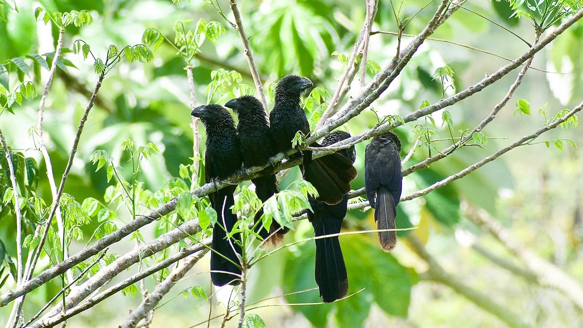 Smooth-billed Ani - ML322912841