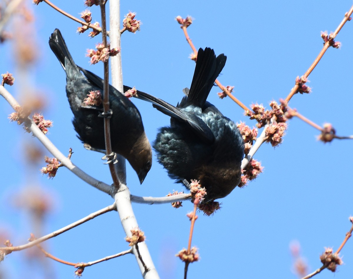 Brown-headed Cowbird - ML322912871