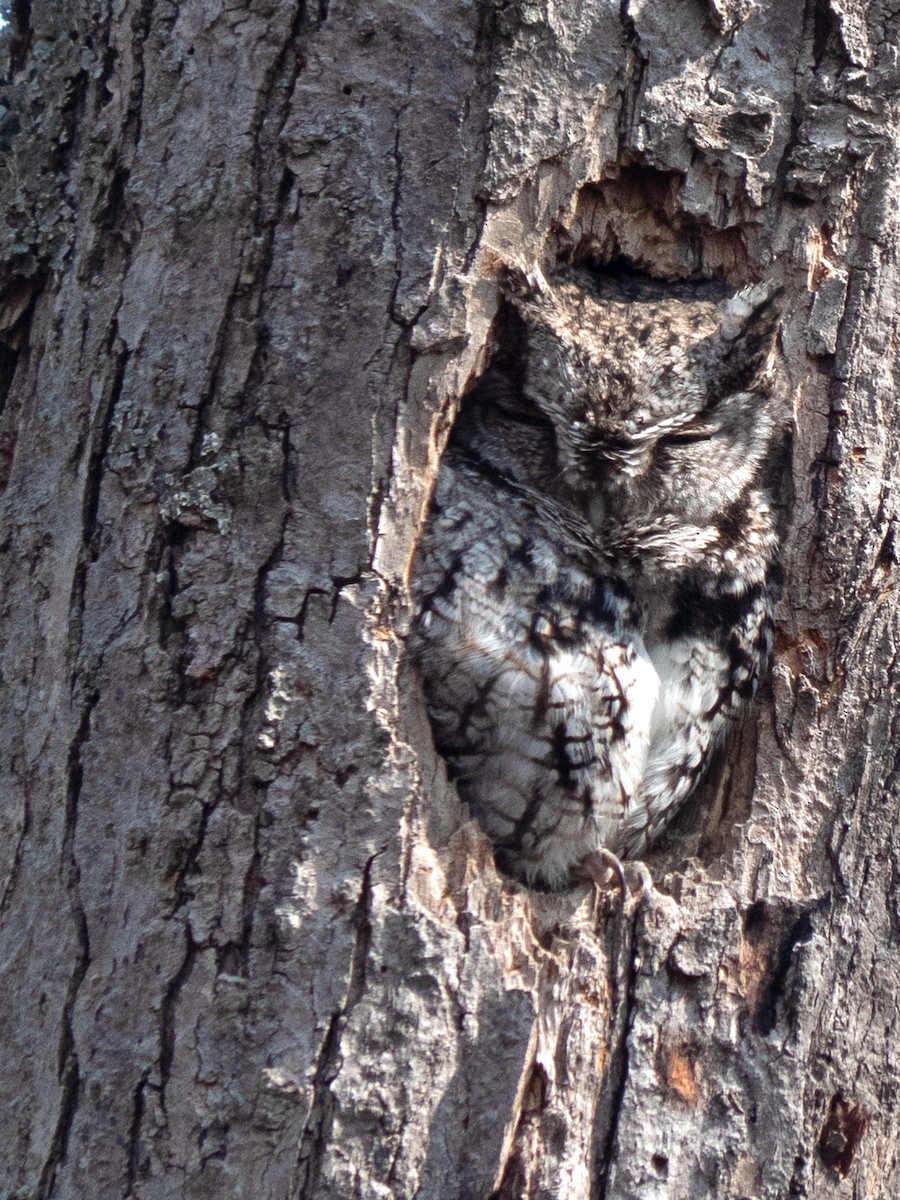 Eastern Screech-Owl - ML322915171