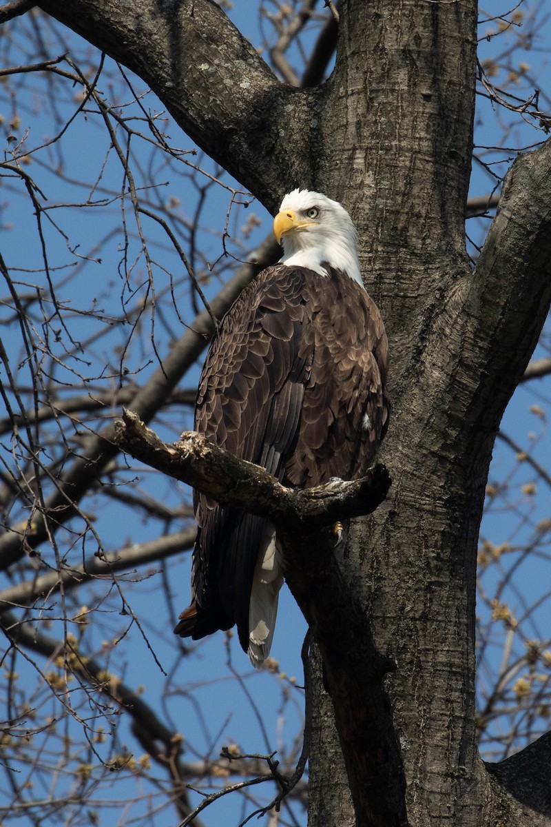 Bald Eagle - ML322915481