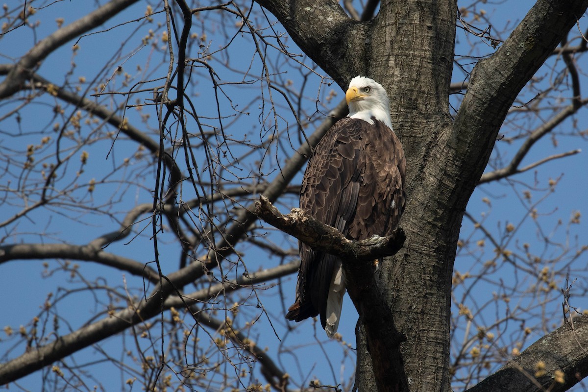 Bald Eagle - ML322915491
