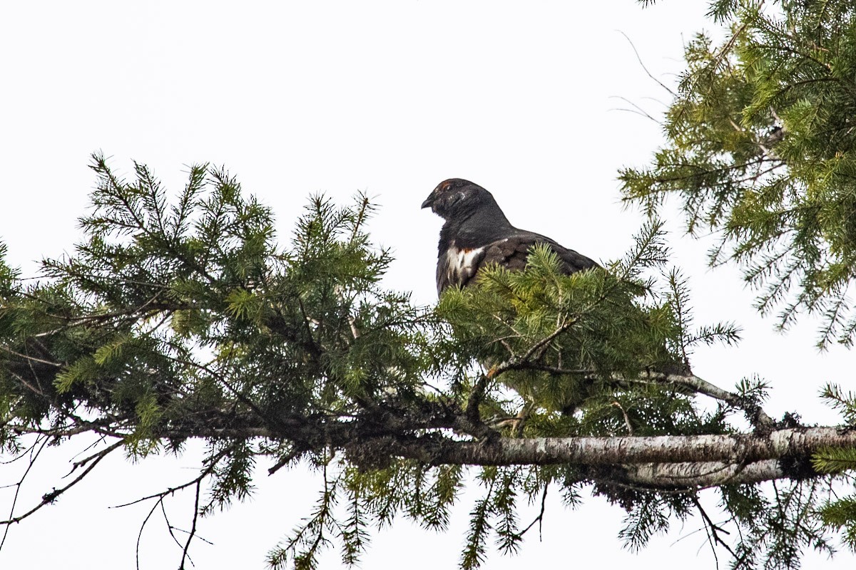 Sooty Grouse - ML322915611