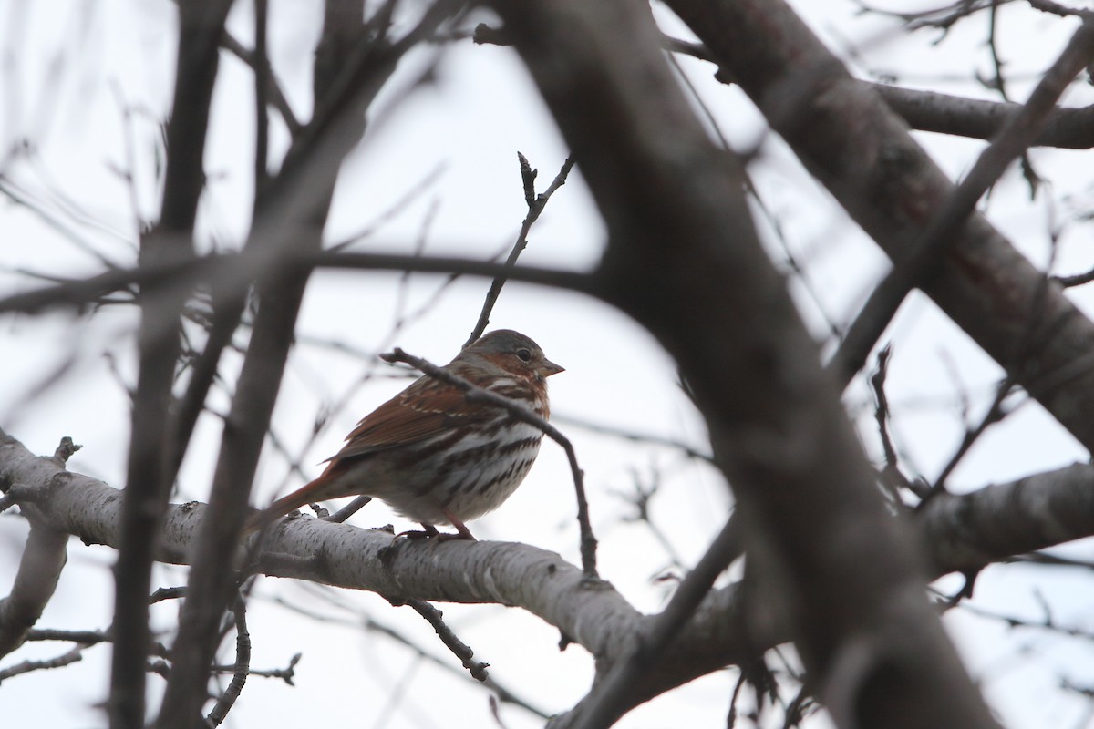 Fox Sparrow - ML322915901