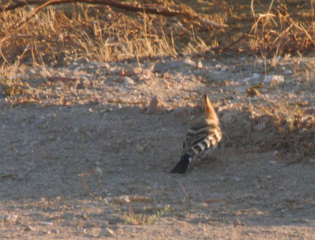 Eurasian Hoopoe - Pedro Cardia