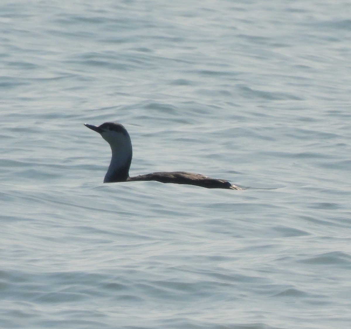 Red-throated Loon - ML322916931