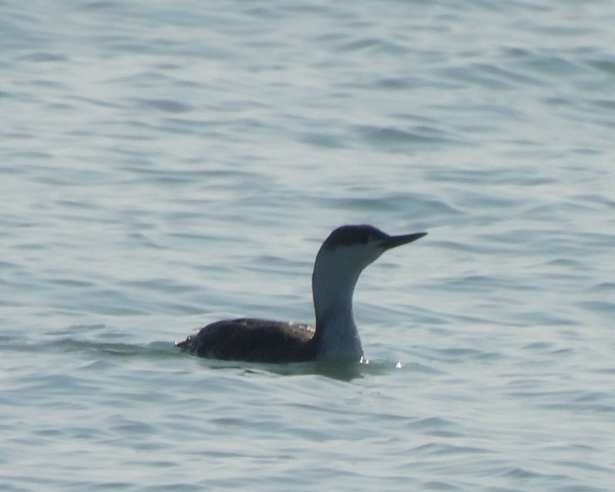 Red-throated Loon - ML322916941