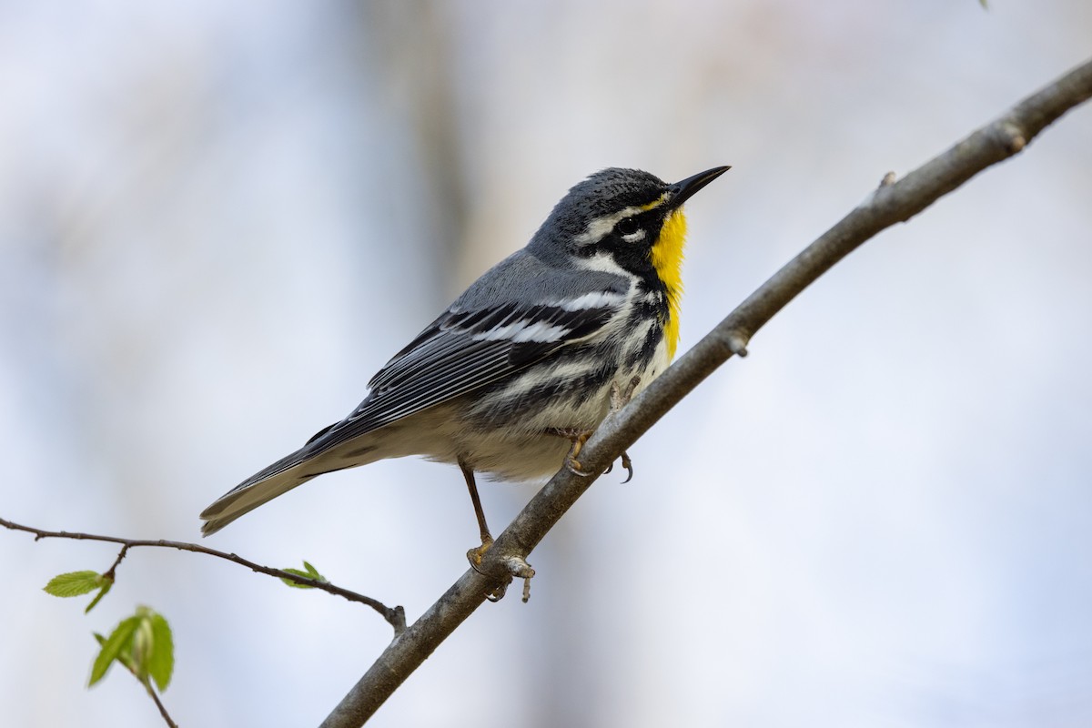 Yellow-throated Warbler - ML322917781