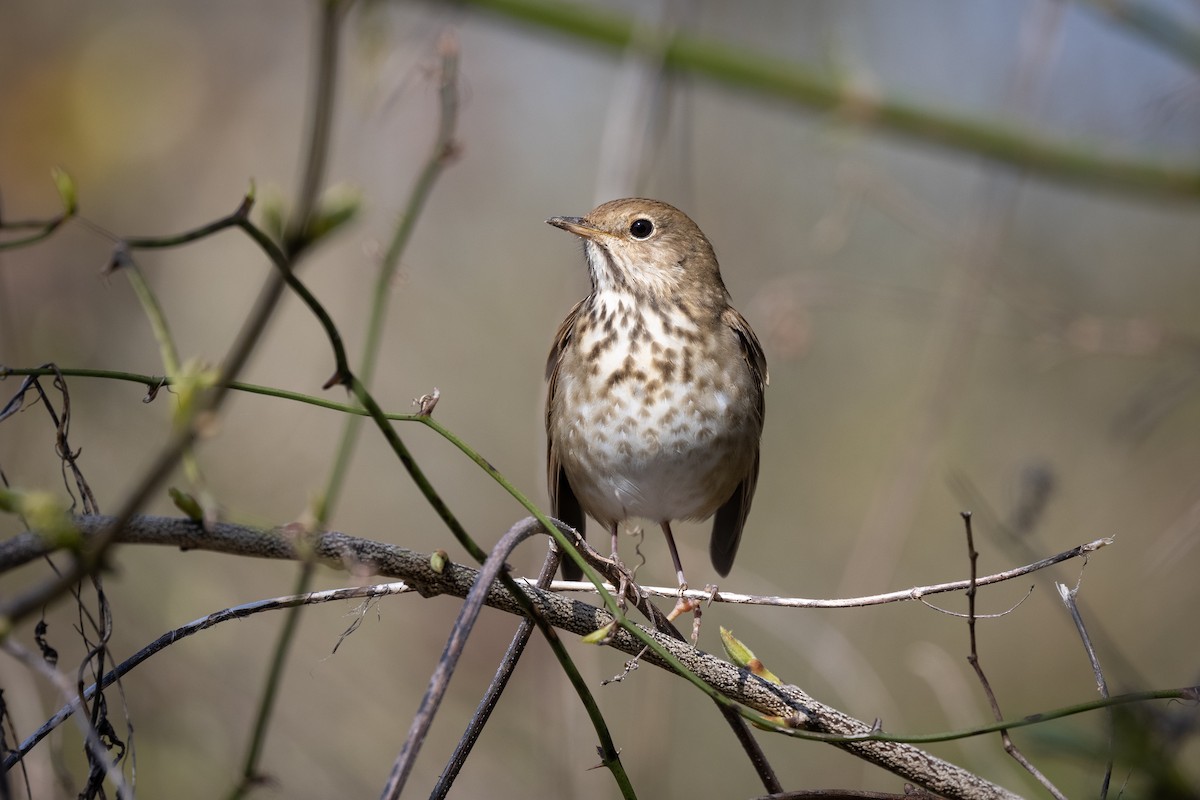 Hermit Thrush - ML322918141