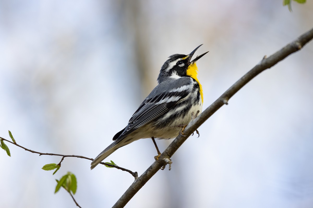 Yellow-throated Warbler - ML322918421