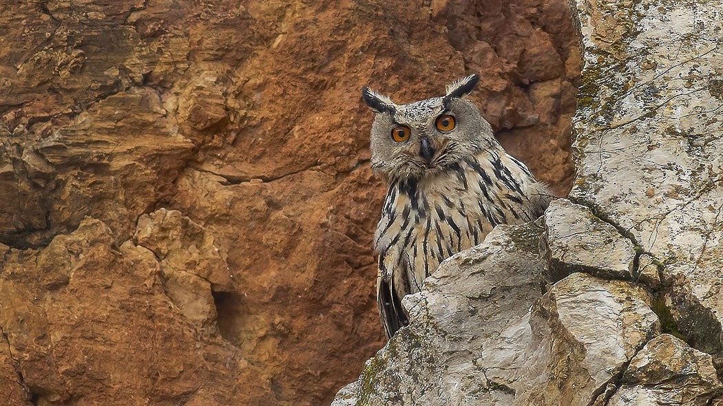 Eurasian Eagle-Owl - Engin BIYIKOĞLU