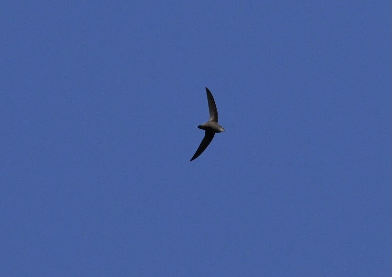 Chimney Swift - ML322922281