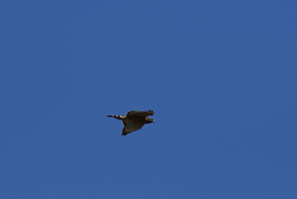 Red-shouldered Hawk - ML322922511