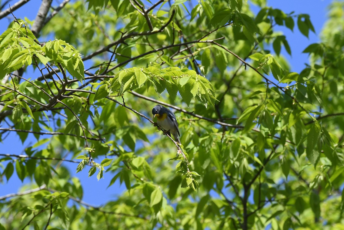 Northern Parula - ML322922711