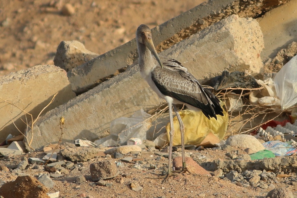 Yellow-billed Stork - ML322922911