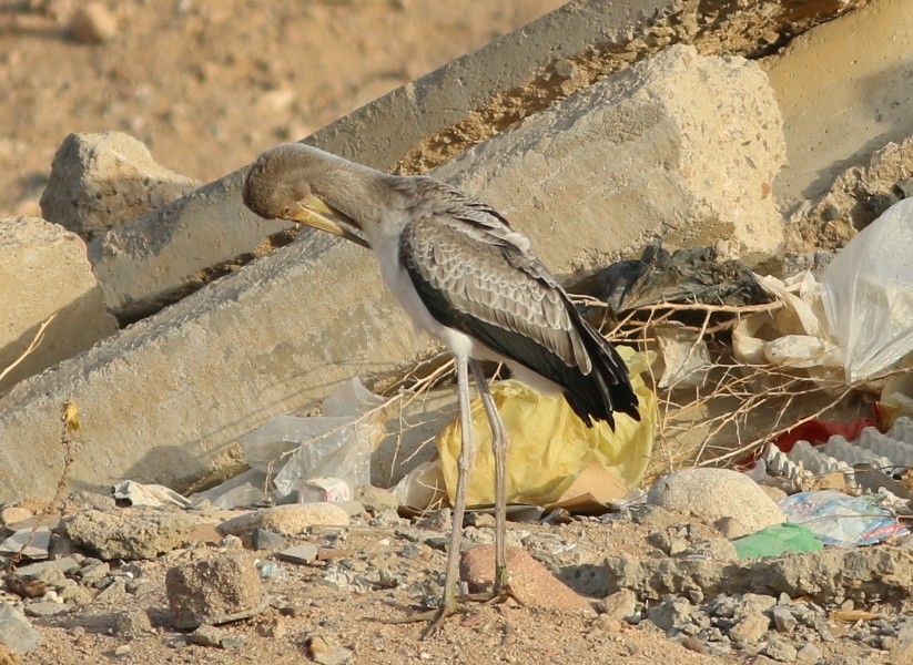 Yellow-billed Stork - ML322922951