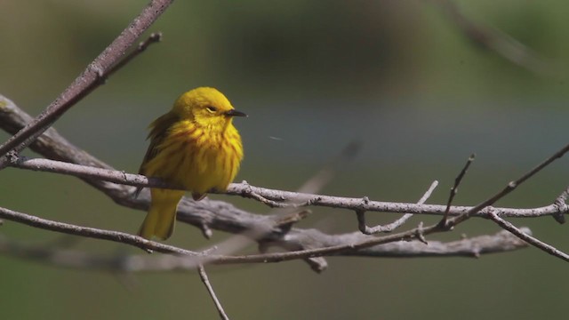 Yellow Warbler - ML322924021