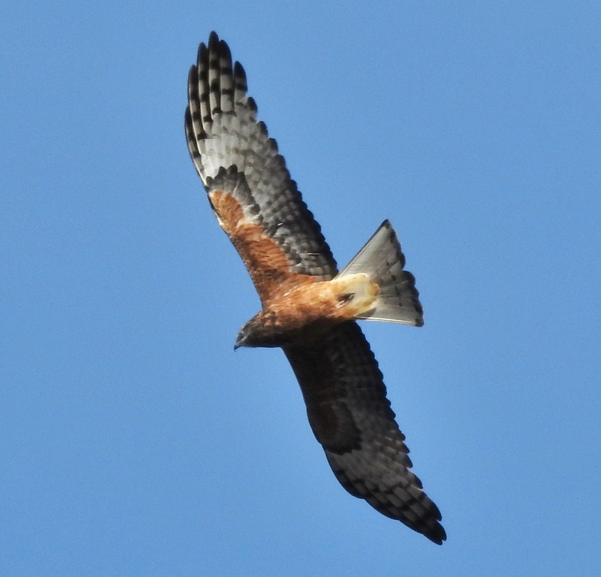 Square-tailed Kite - Steven McBride