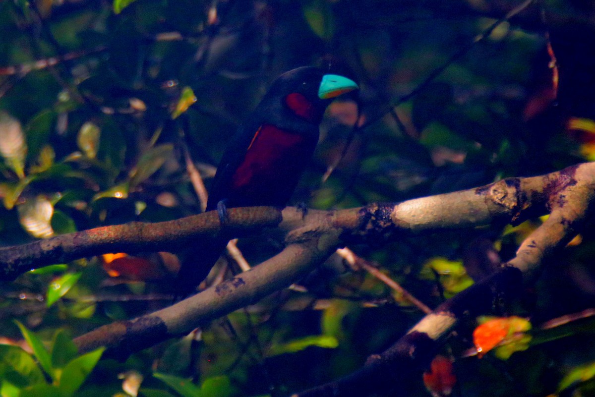 Black-and-red Broadbill - ML32292571