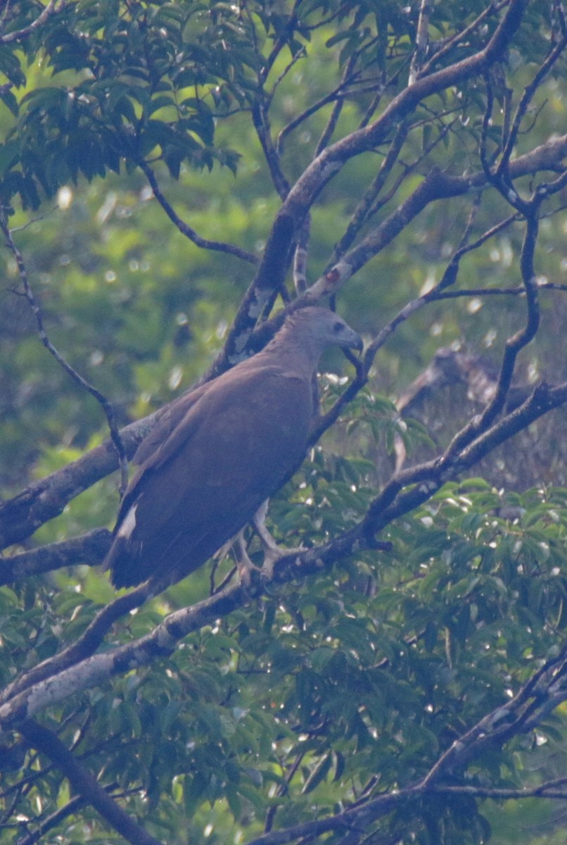 Gray-headed Fish-Eagle - ML32292701