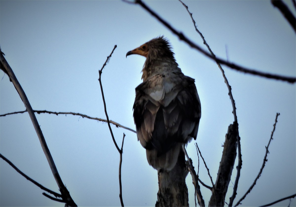 Egyptian Vulture - ML322927101