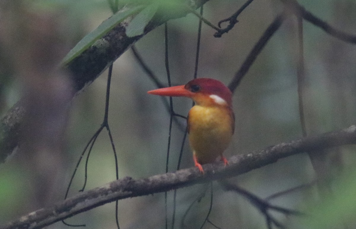 Rufous-backed Dwarf-Kingfisher - ML32292731