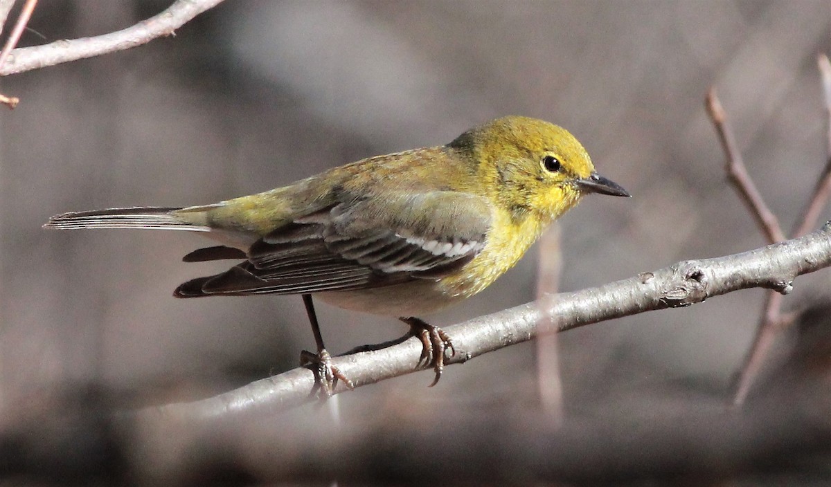 Pine Warbler - ML322928161