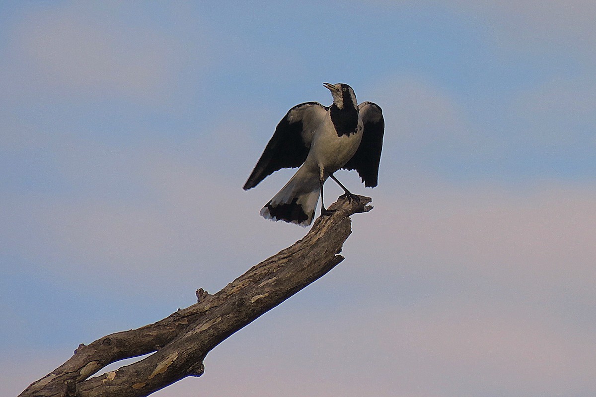 Magpie-lark - Bill de Belin