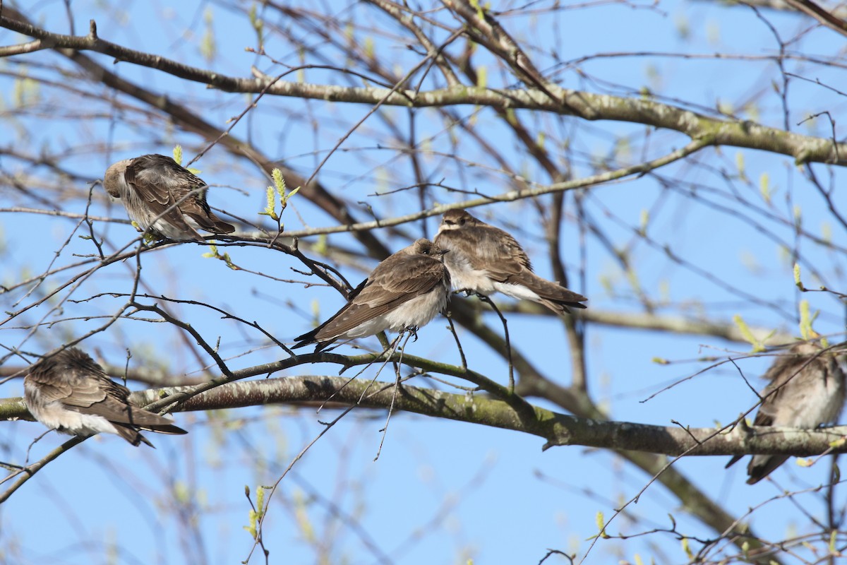 Northern Rough-winged Swallow - ML322929631