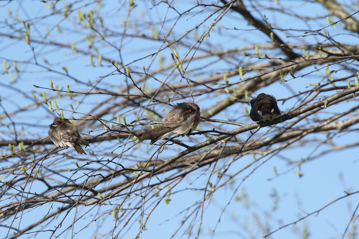 Northern Rough-winged Swallow - ML322929651
