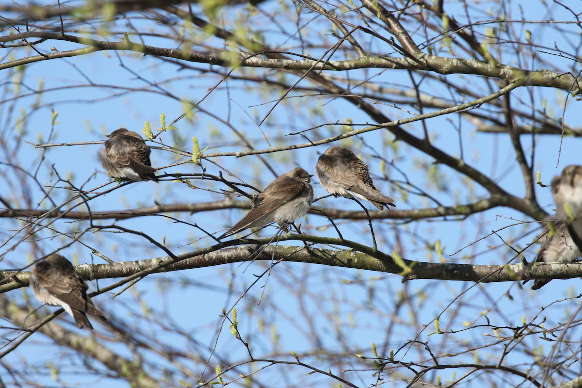 Northern Rough-winged Swallow - ML322929661
