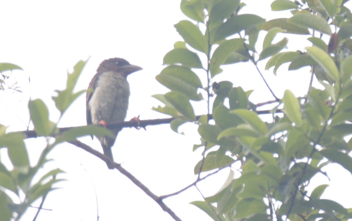 Sooty Barbet - ML32293011