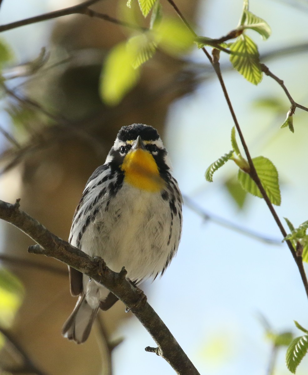 Yellow-throated Warbler - ML322930271