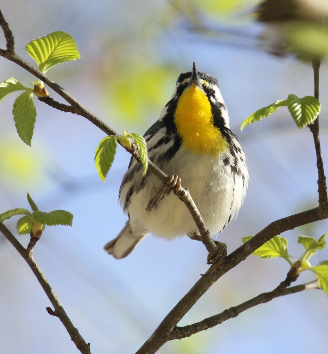 Yellow-throated Warbler - ML322930281