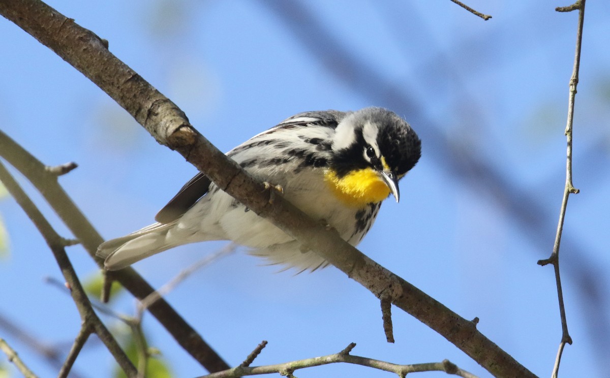 Yellow-throated Warbler - ML322930291