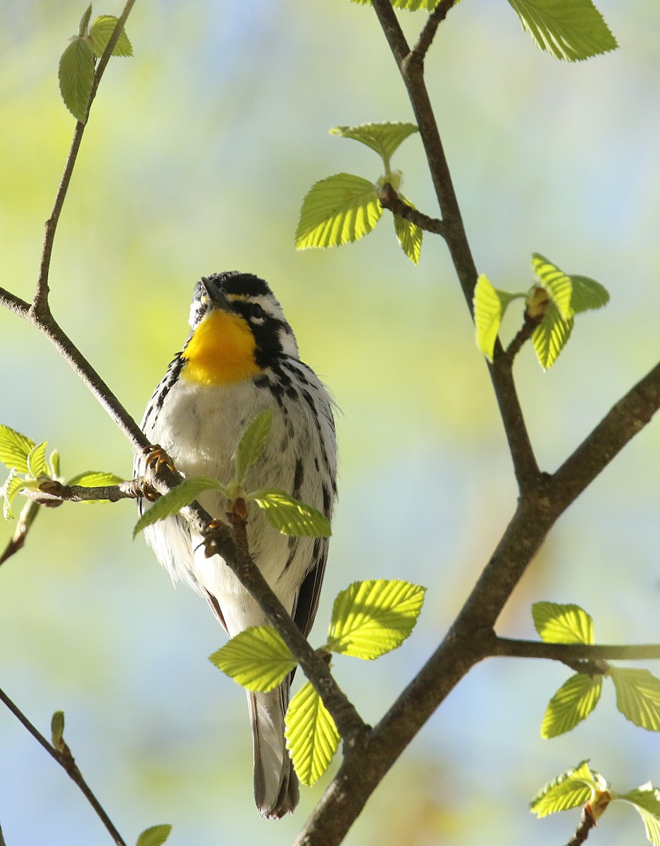 Yellow-throated Warbler - ML322930301