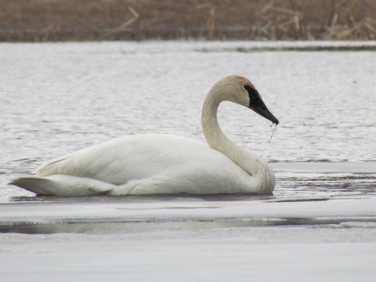 Trumpeter Swan - ML322931341