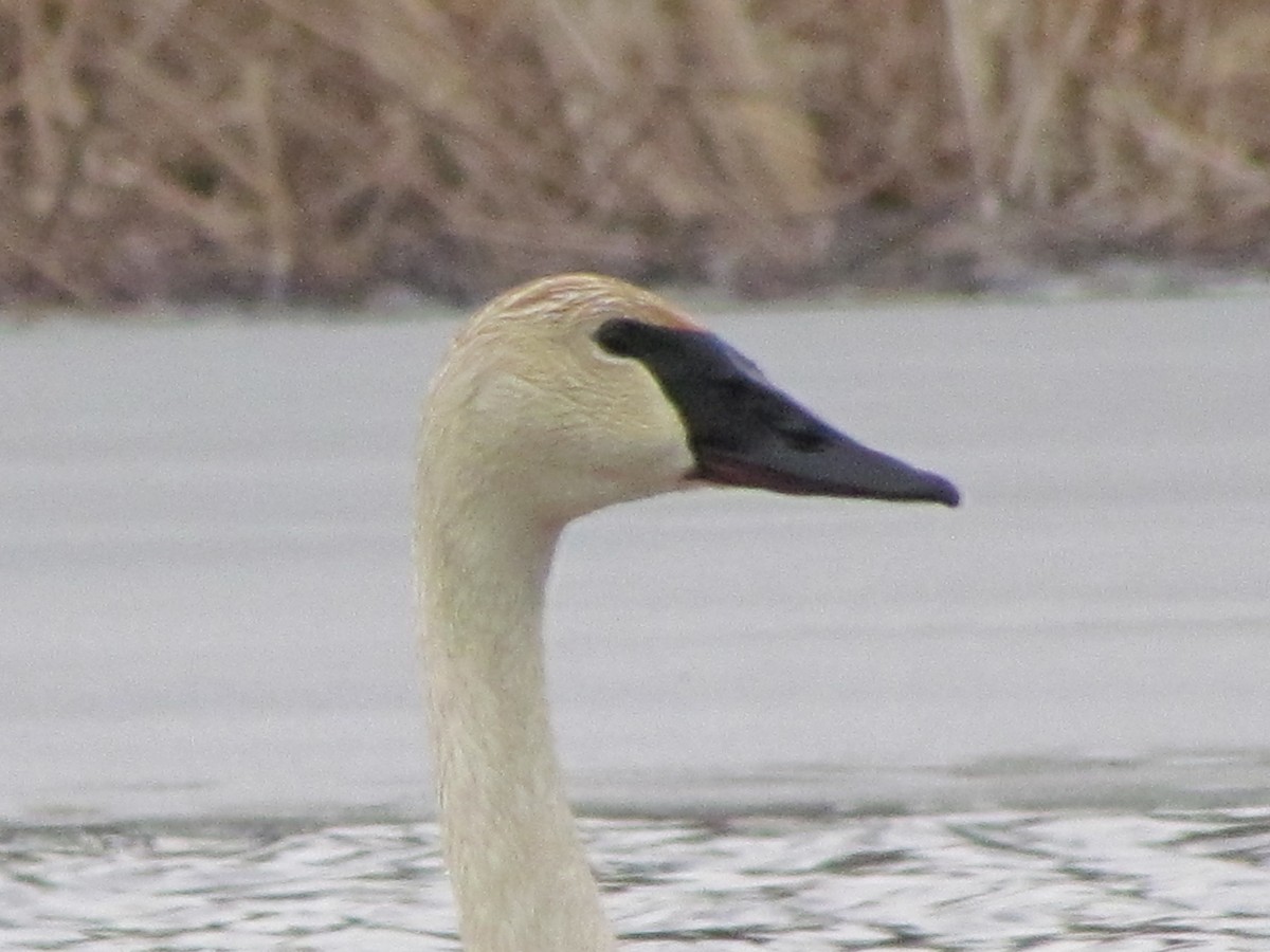 Trumpeter Swan - ML322931351