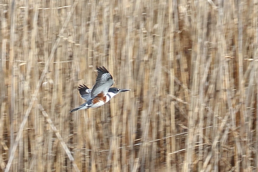 Belted Kingfisher - ML322931761