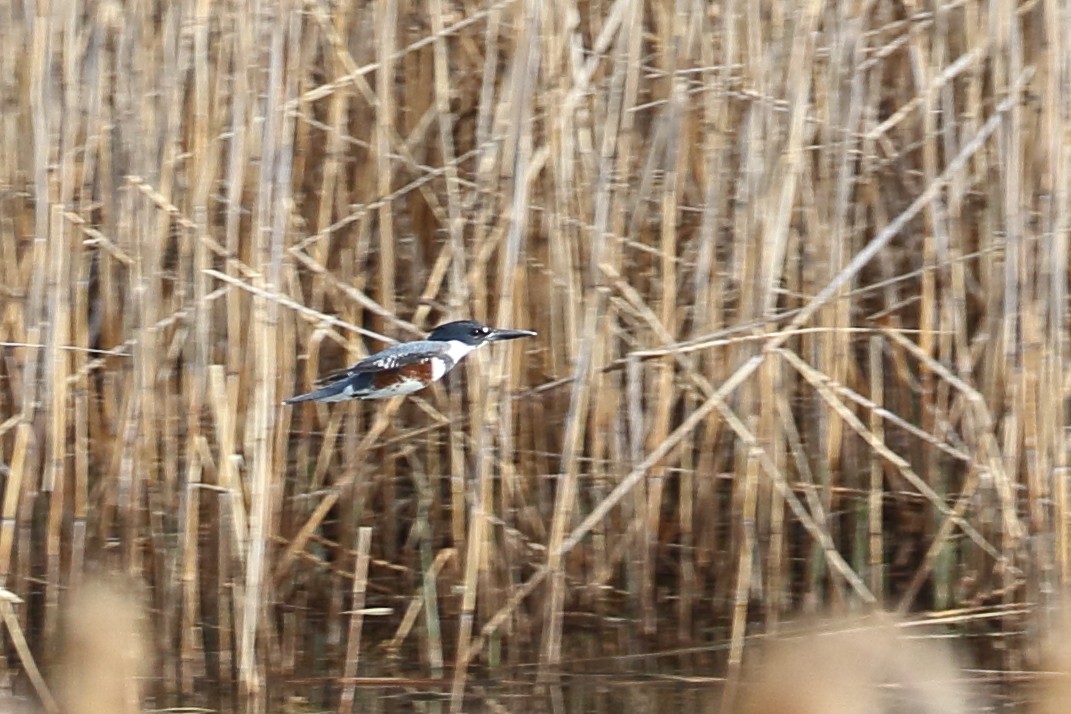 Belted Kingfisher - ML322931771
