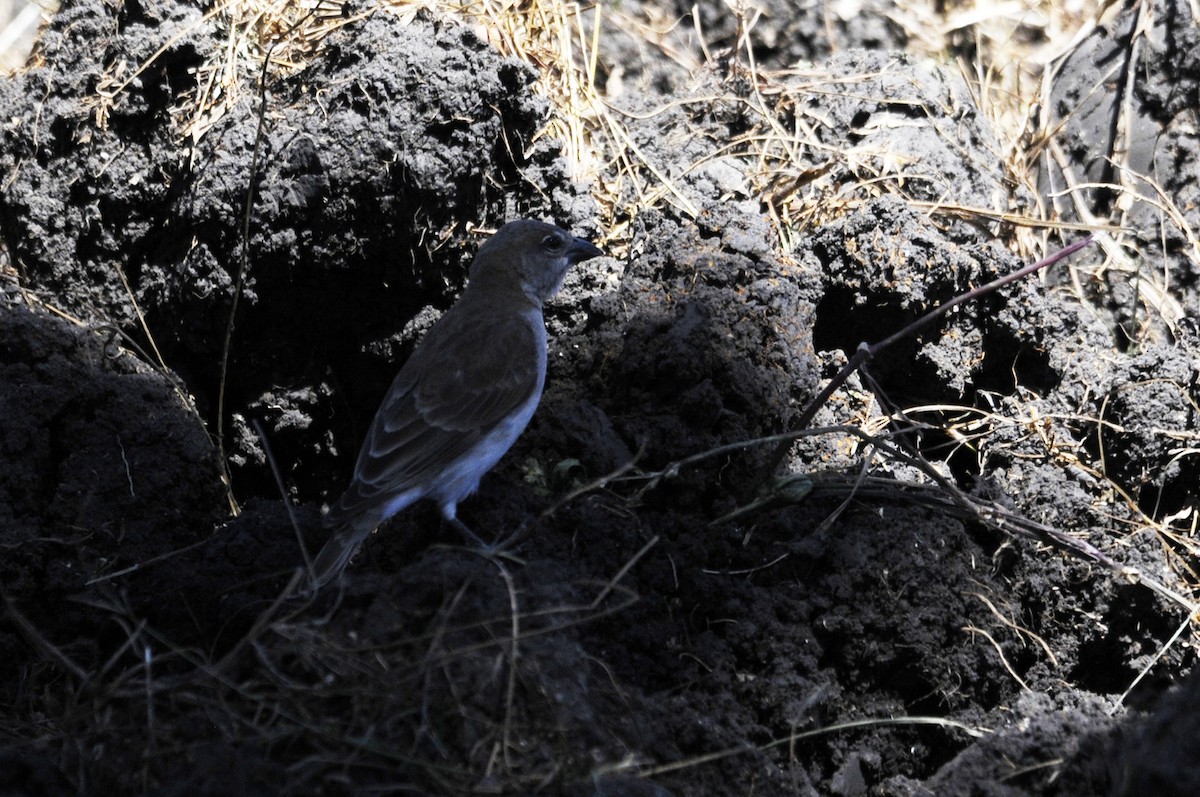 Sahel Bush Sparrow - ML322932361