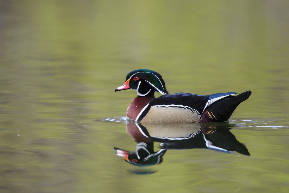 Wood Duck - Steve Rappaport