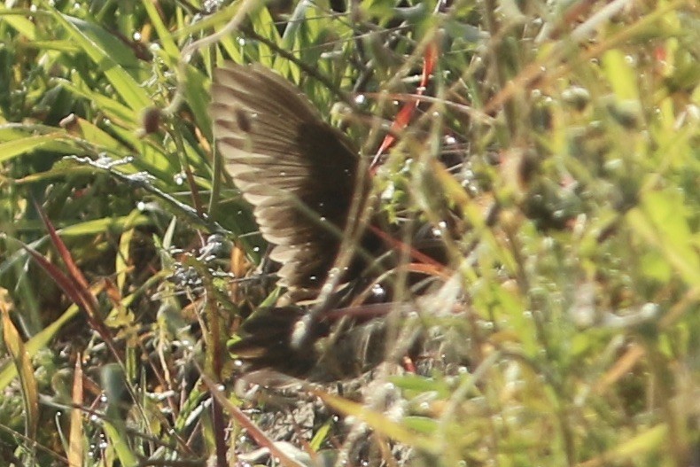 Baillon's Crake - ML322933311