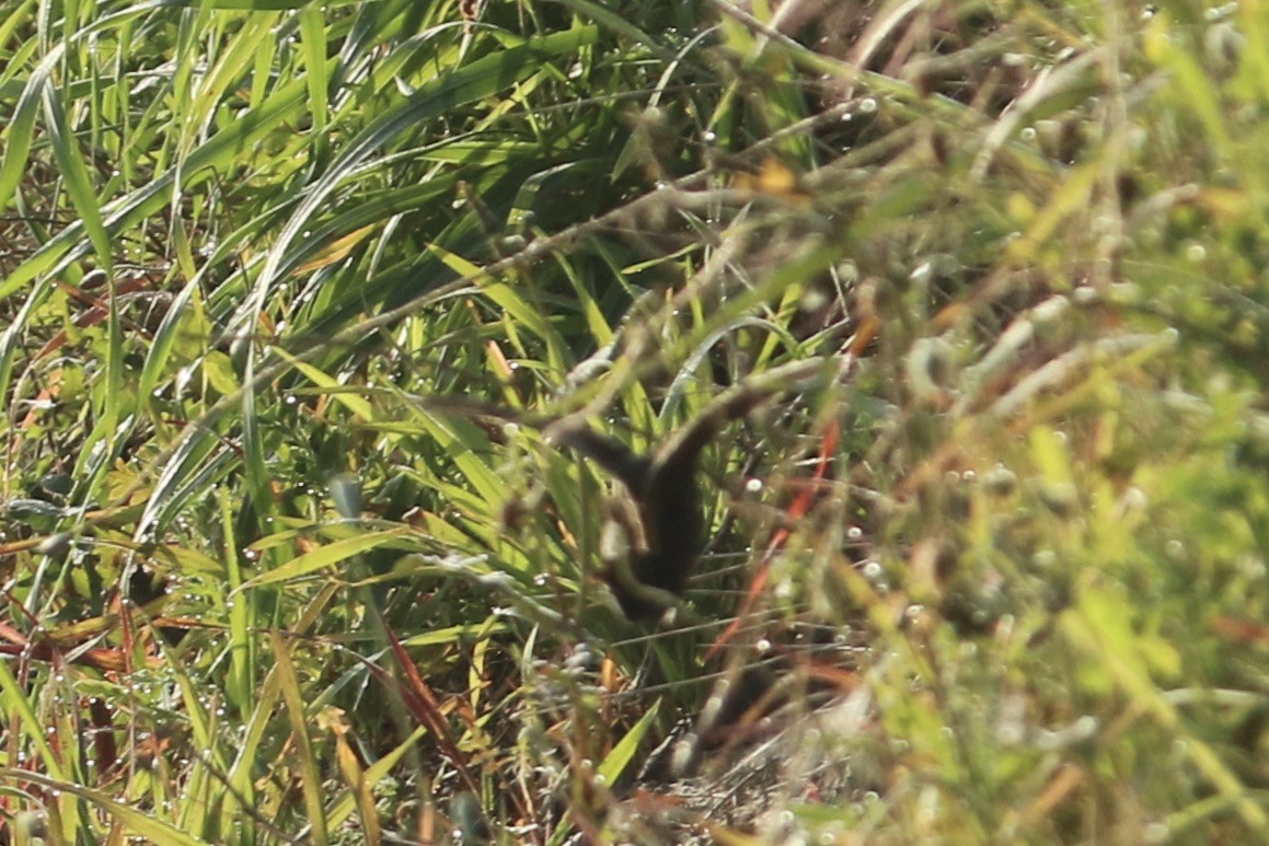 Baillon's Crake - ML322933331