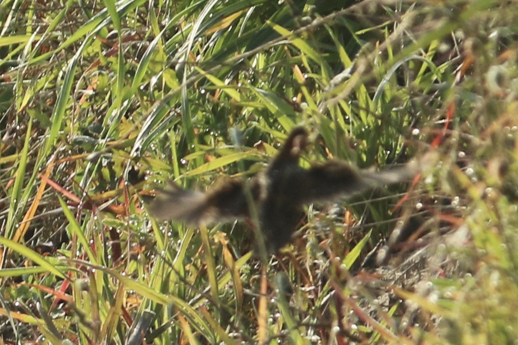 Baillon's Crake - ML322933361