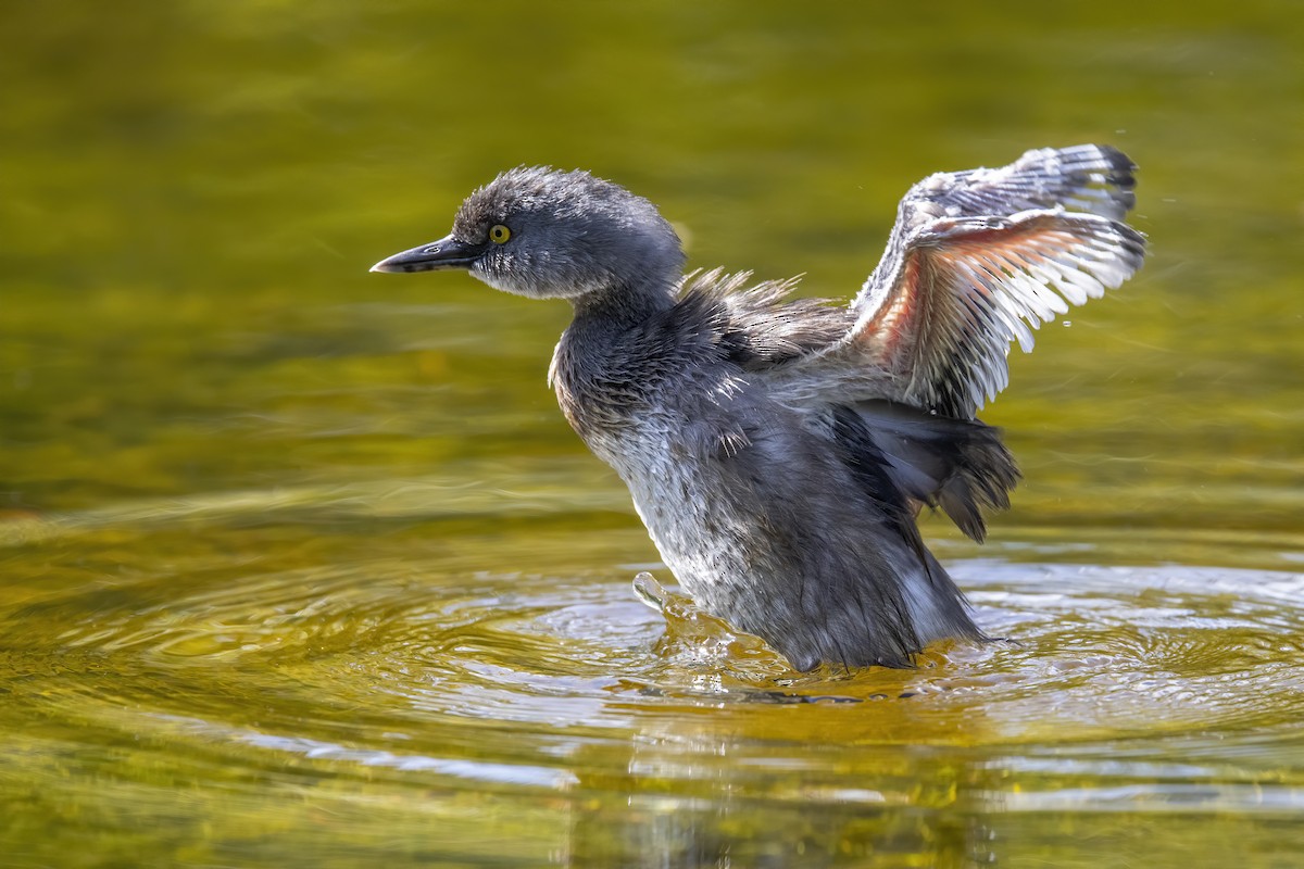 Least Grebe - ML322934871