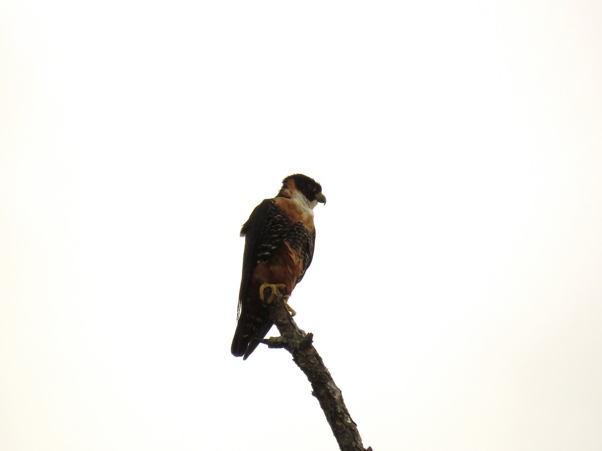Orange-breasted Falcon - ML322935871